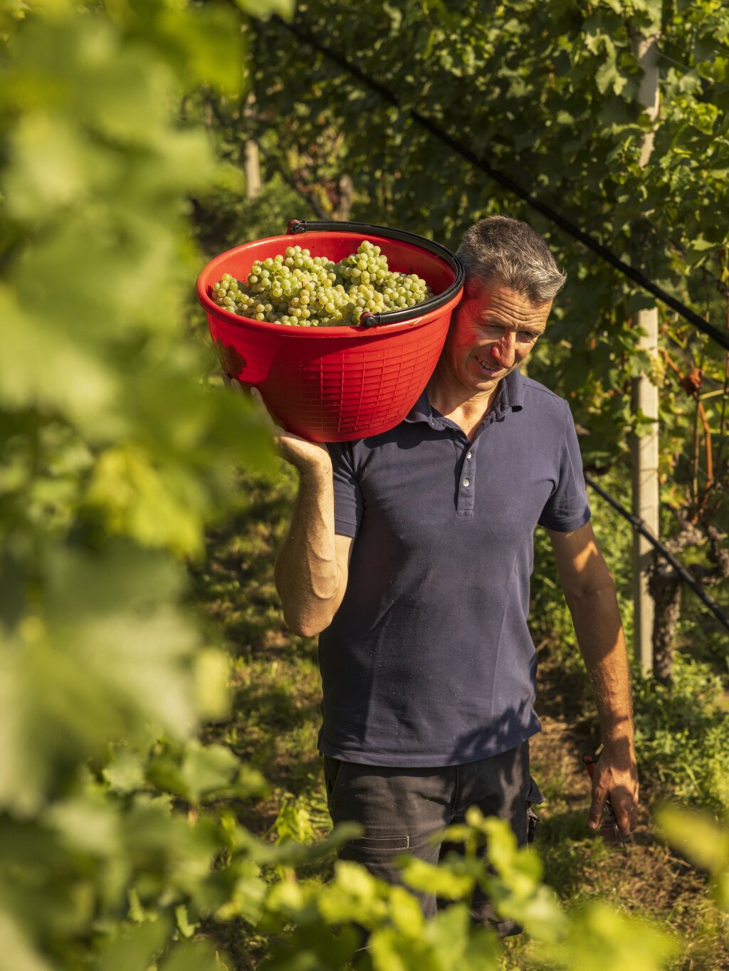 Weinbau.